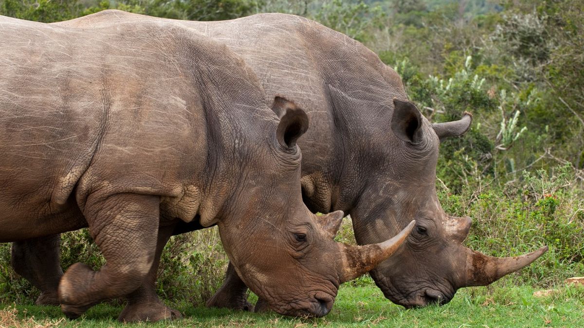 Pozitiva pandemie. Před pytláky ochránila stovky jihoafrických nosorožců